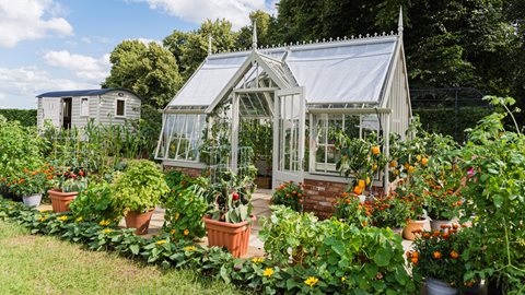 Encouraging gardeners to explore exciting ways to grow tasty vegetables and soft fruit – partnered with vibrant companion planting