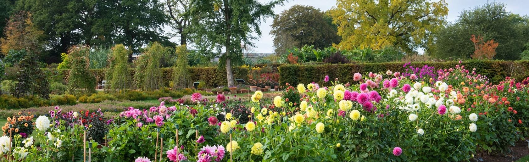 photograph of the garden