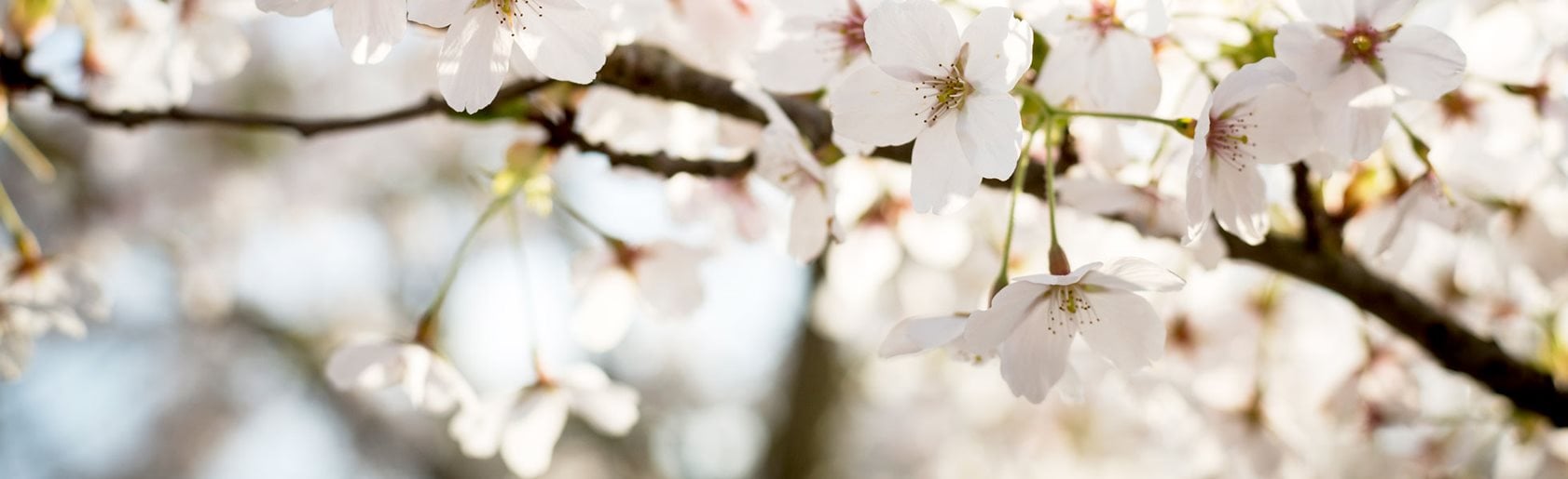 photograph of the garden