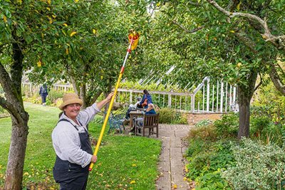 A volunteer picking fruit in a garden