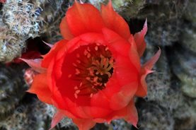 Echinopsis 'Susan Dace'