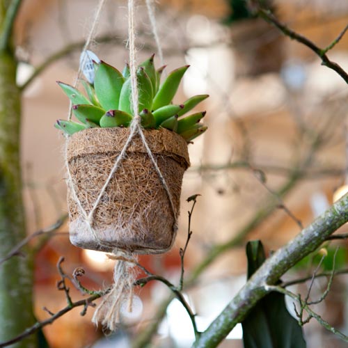 Stunning succulent in hanging plant holder