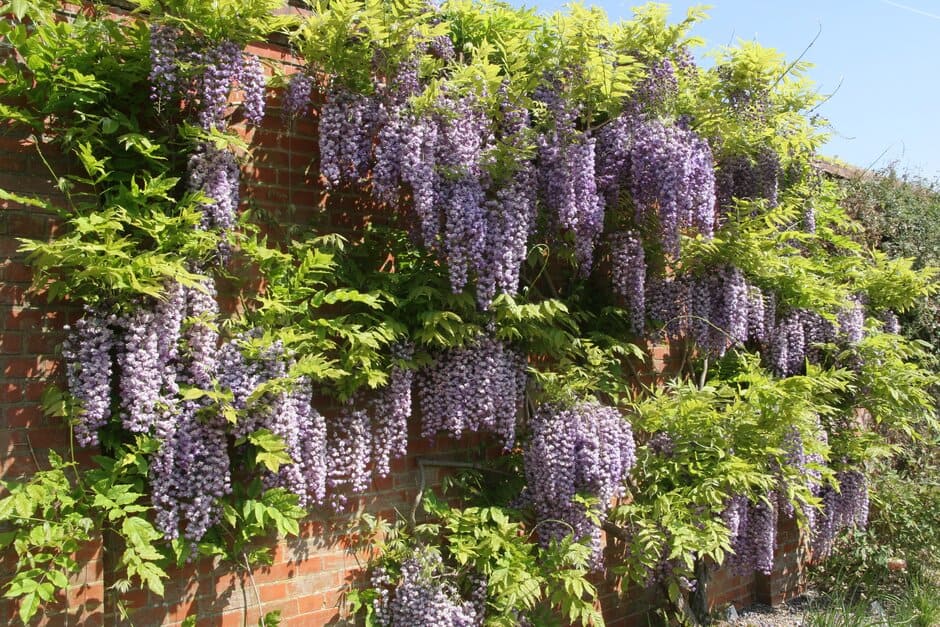 Vigorous climbers, like wisteria, need tying-in regularly to stay looking good and growing well