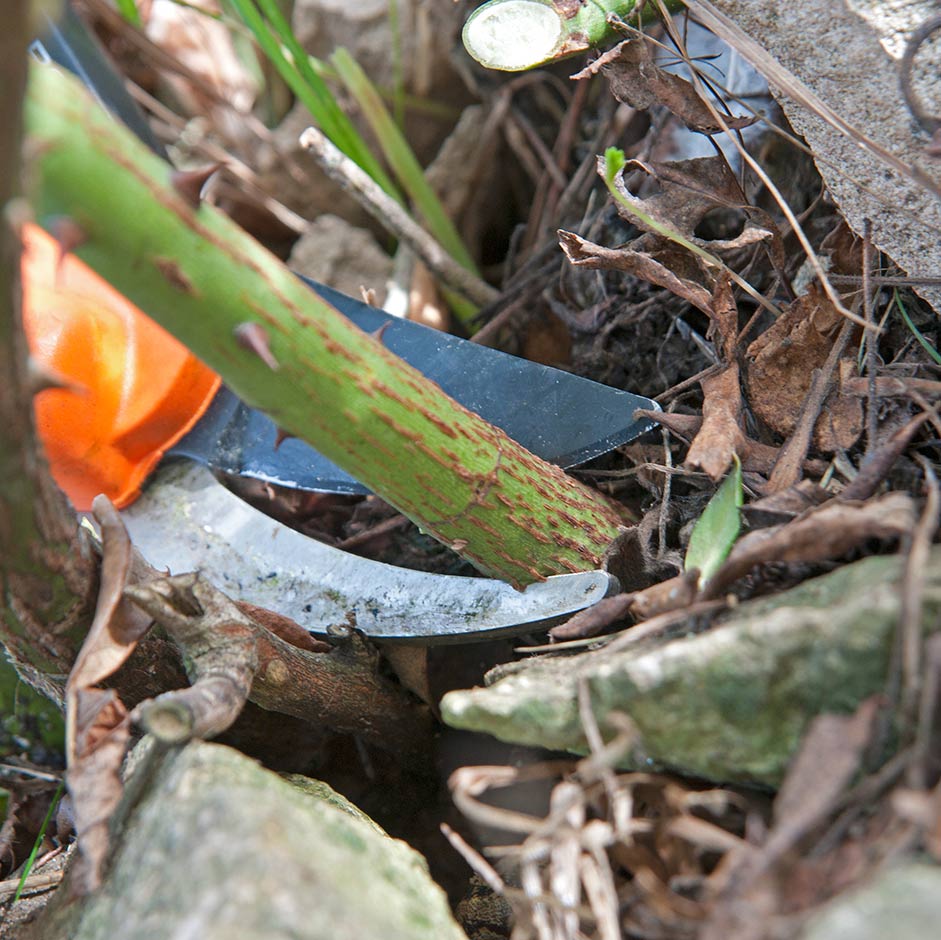 Pruning roses