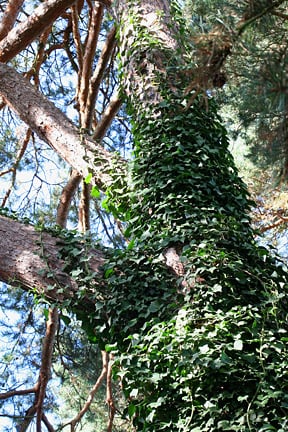 Ivy spreading  up tree trunk.