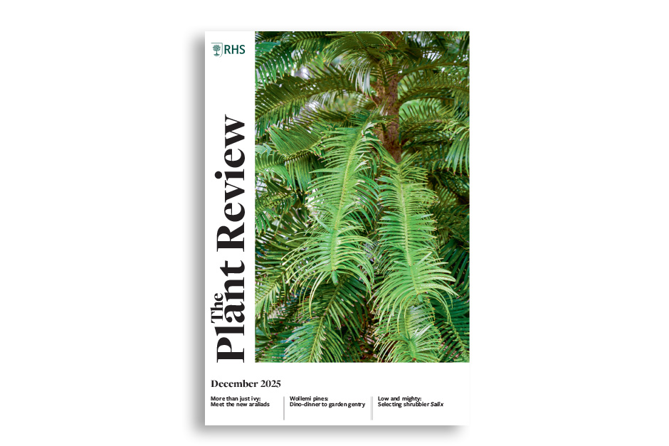 Meet some stunning new members of the ivy family now appearing in western gardens. Take a retrospective look at the Wollemi pine and its remarkable progress since its discovery 20 years ago. Discover a selection of shrubbier&nbsp;Salix, along with tips for growing them. Explore the little-known honorary native,&nbsp;Pyrus cordata, a species with far more to offer than a place in the hedgerow. Appreciate the many merits of&nbsp;Arctostaphylos manzanita, an ideal choice for dry, sun-baked gardens.