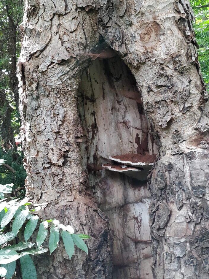 <EM>Ganoderma</EM> bracket in hollow standing tree (Image: Jassy Drakulic)