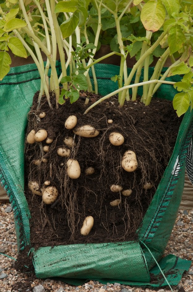 Grow Potatoes in Containers & Bags: 8 Best Secrets!  Grow potatoes in  container, Container potatoes, Planting potatoes