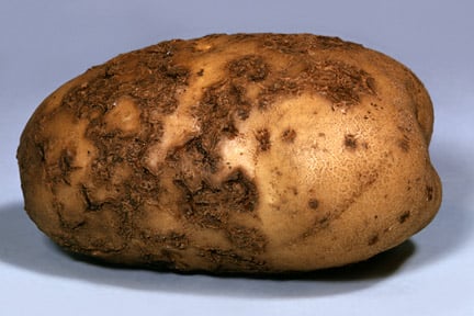 Common scab of potato. Image: RHS, Horticultural Science