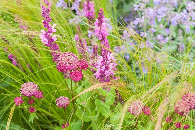 Salvia 'Rose Queen' with grasses, nepeta and astrantia