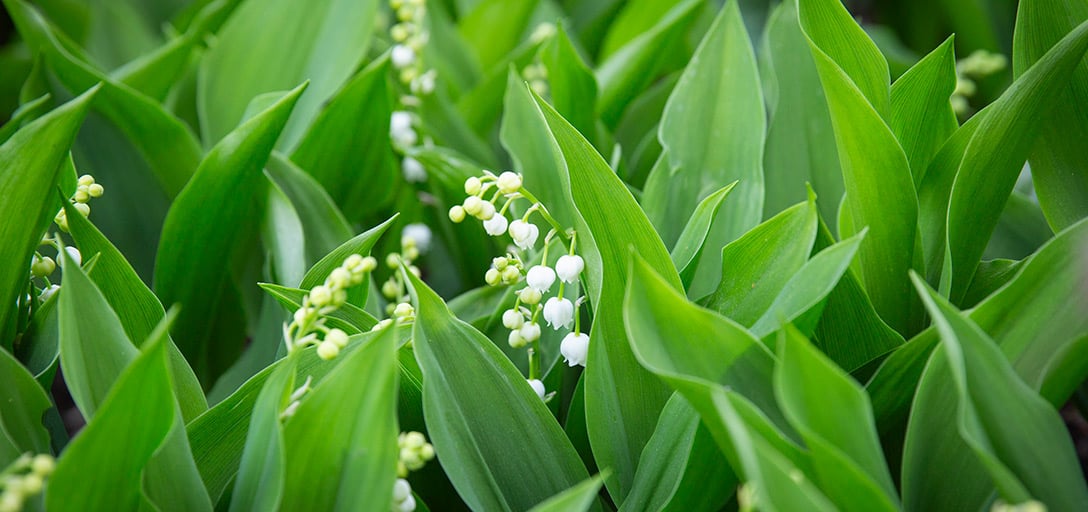 Pick your poison  the deadliest plants on the planet / RHS Gardening