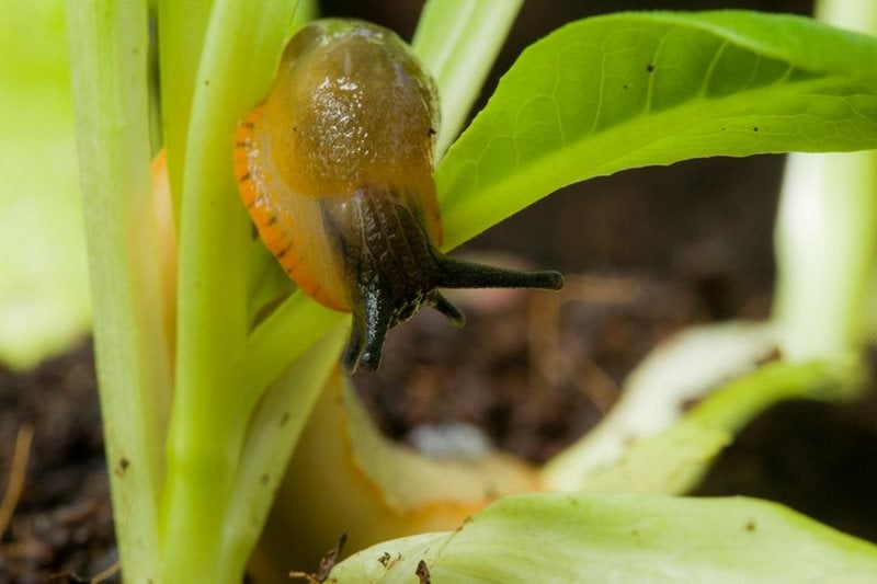 Slug on lettuce