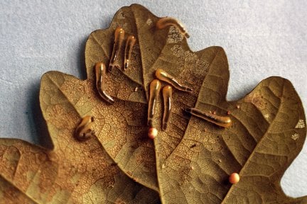 Oak slug sawfly (<EM>Caliroa annulipes</EM>) on Oak (<EM>Quercus</EM> sp.)