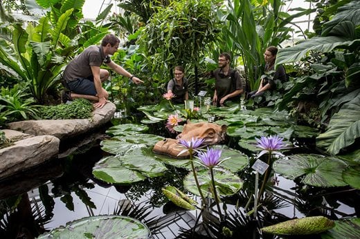 Staff carrying out maitnenace in the Glasshouse pond