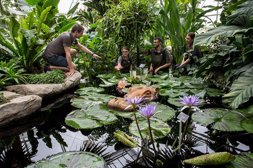 Staff carrying out maitnenace in the Glasshouse pond