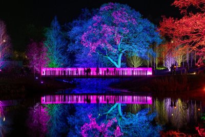 RHS Glow at RHS Garden Harlow Carr