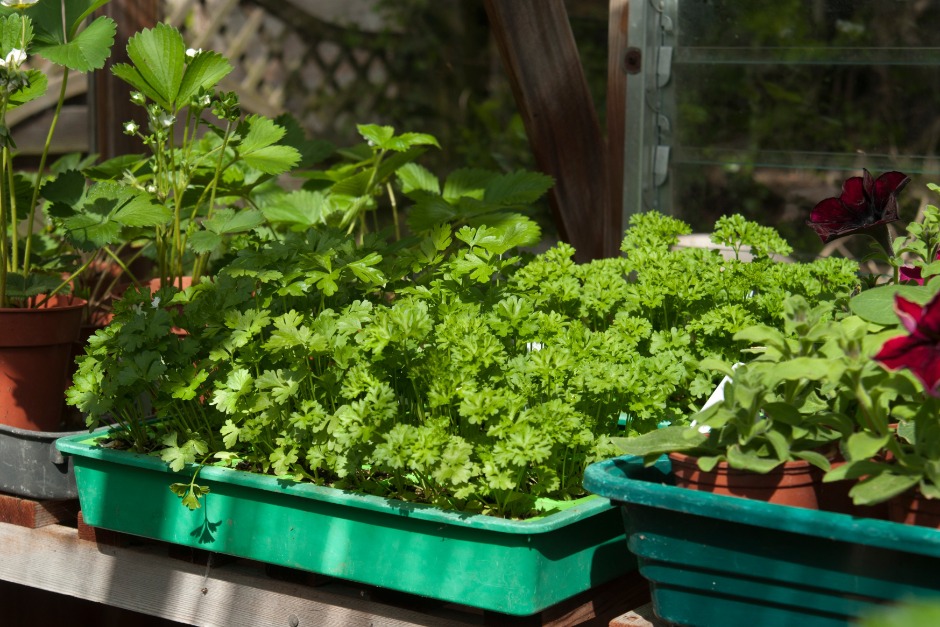 Young parsley plants in a seed tray on a greenhouse bench