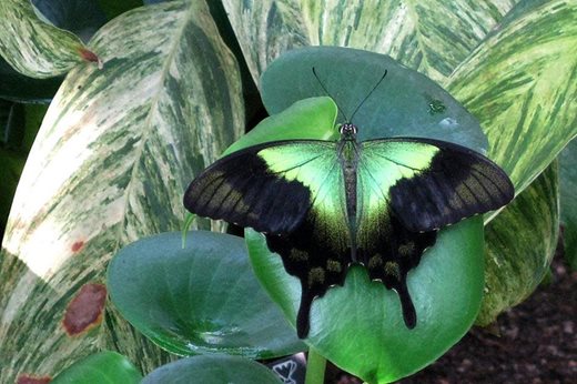 Green-banded Swallowtail butterfly (Papilio palinurus)