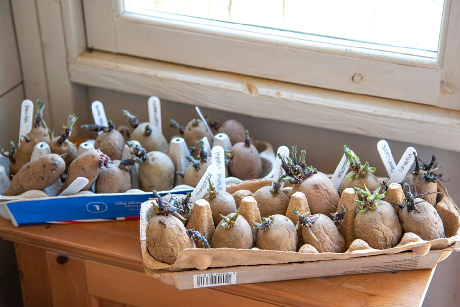 Chitting early potatoes in egg boxes next to a window