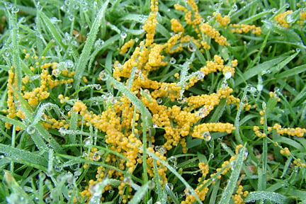 Slime mould on a lawn. Image: RHS, Horticultural Science
