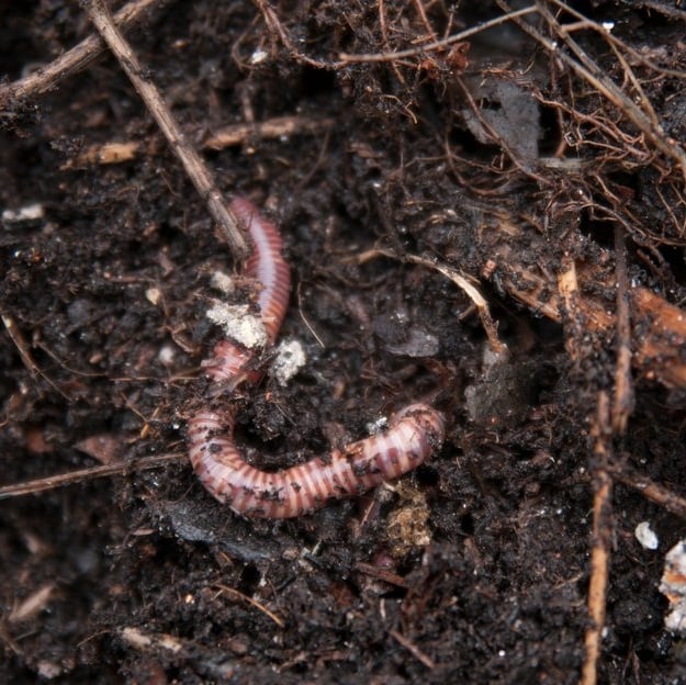 Worm in soil