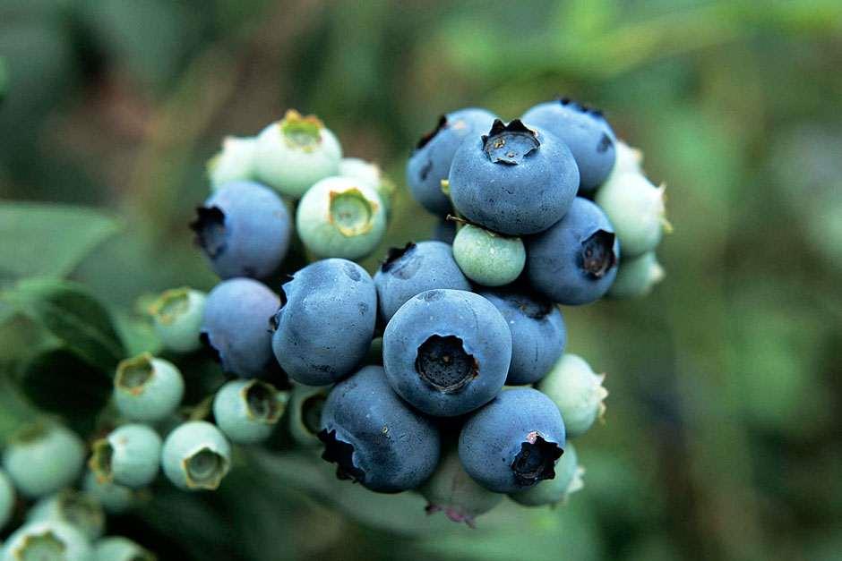 How to grow blueberries / RHS Gardening