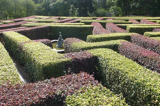 The maze at Scone Palace
