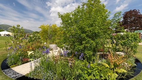 A circular rill reflects the colours of the overhanging foxgloves, <i>Astrantia</i> and <i>Aquilegia</i>. Ripples of planting radiate through the garden, echoing themes of life and reflection