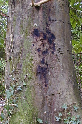 A beech tree infected with <em>Phytophthora kernoviae</em>. Image: Forest Research