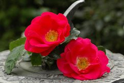 Rosa Chewton Rose