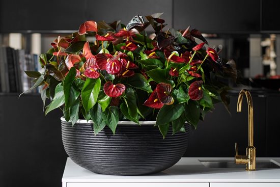 arabica coffee plant indoors Buy an Arabica Coffee Live Plant Indoor Statement Piece