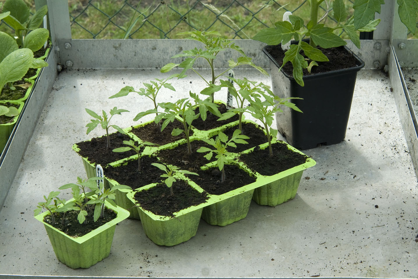 Cultivo de plantas de tomate dentro de casa, reino unido