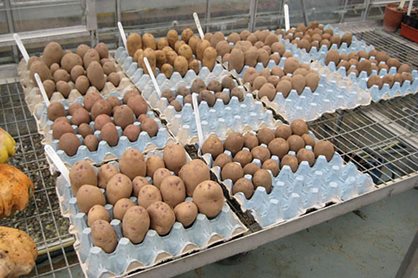 Using egg trays to house potatoes for chitting