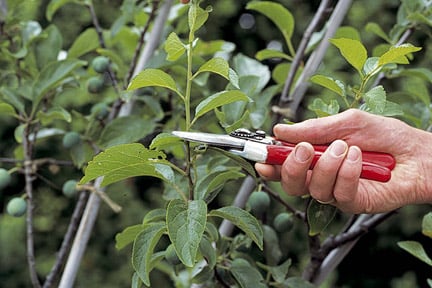 Pruning plums. Image: Tim Sandall/RHS