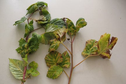 Raspberry with virus transmitted by aphids