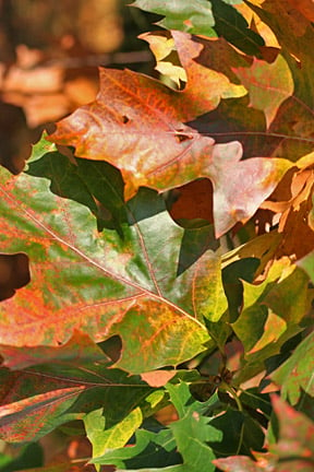 Quercus showing poor autumn colour. Image: RHS Advisory