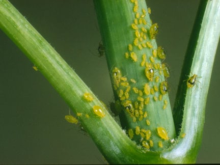 Mottled arum aphid on dahlia