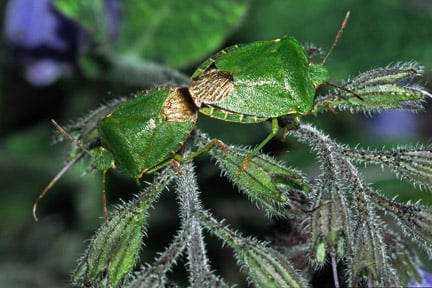 Common green shield bug (<i>Palomena prasina</i>). Credit: RHS/Entomology.