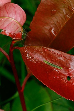Tortrix moth caterpillars / RHS Gardening