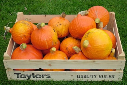 Pumpkins and winter squashes: storing
