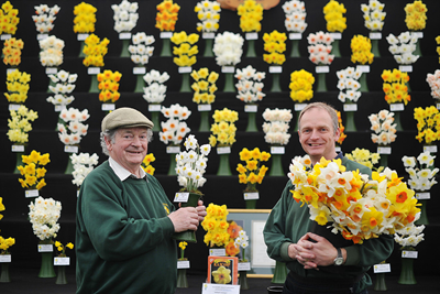 Ron Scamp (left) and Adrian Scamp of RA Scamp with their daffodils at the RHS Flower Show Cardiff 2014