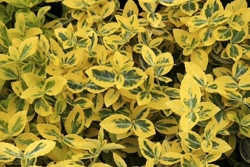 Euonymus fortunei 'Emerald-n-Gold'