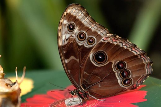Close-up of butterfly sipping