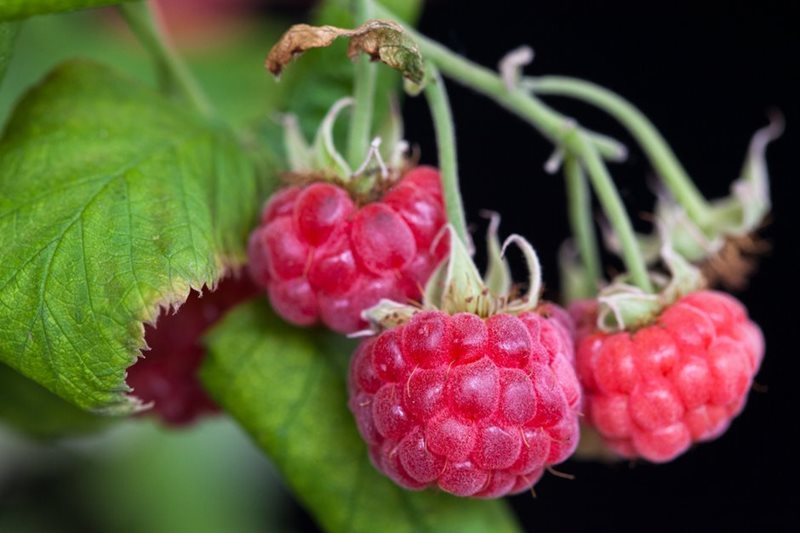 Dwarf raspberry 'Ruby Beauty'