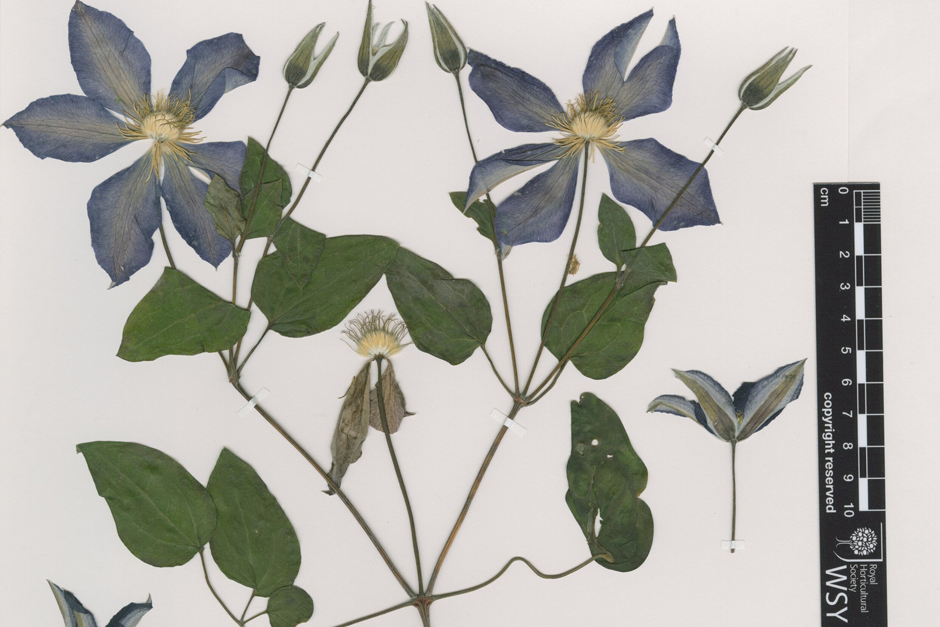 RHS Herbarium / RHS