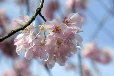 A sprig of pale pink cherry blossom on a tree