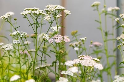 Achillea millefolium