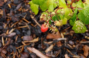Raspberries grow well in forest gardens