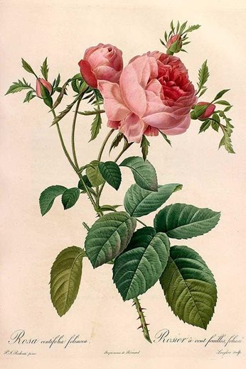 Rosa centifolia foliacea, engraved plated from Pierre-Joseph Redouté's Les Roses, 1819-1824