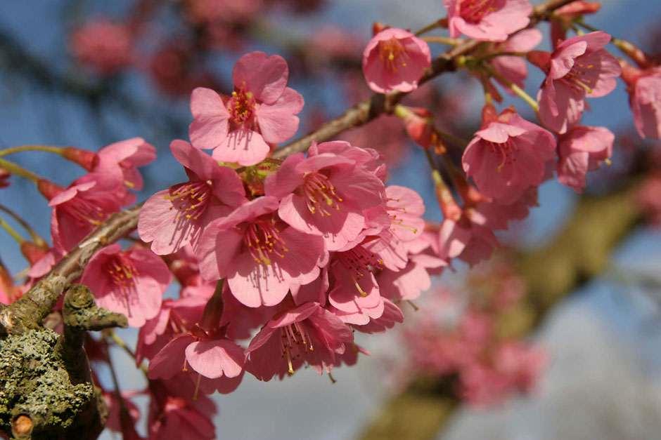 Non fruiting cherry blossom tree